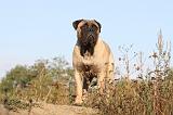 BULLMASTIFF 156